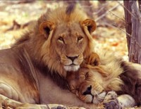 /album/galeria-de-fotos-baixar-gta-san-andreas/imagens-de-animais-9-jpg/